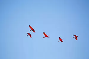 Images Dated 16th March 2016: Brazil, Maranhao, Lencois Maranhenses national park, scarlet ibis (Eudocimus ruber)