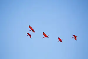 Parque Nacional Prints: Brazil, Maranhao, Lencois Maranhenses national park, scarlet ibis (Eudocimus ruber)