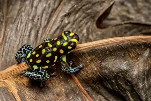 Captive Bred Prints: Brazilian Poison Frog, also known as the Spotted Poison Frog (Ranitomeya vanzolinii) - captive bred