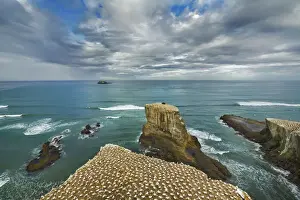 Water Bird Prints: Breeding colony northern gannets at Muriwai Beach - New Zealand, North Island, Auckland