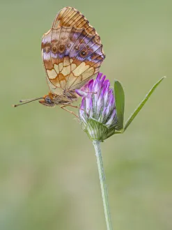 Nymphalidae Prints: Brenthis daphne, Butterfly, Casareggio, Liguria, Italy