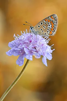 Images Dated 19th May 2016: Brescia, Lombardy, Italy. A licenide taken on a flower, the background is created by