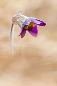Petal Prints: Brescia, Lombardy, Italy. The Pulsatilla is one of the first flowers blooming in