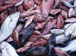 Catch Prints: The brightly-coloured catch of fishermen at Sekra