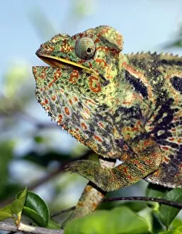 A brightly coloured chameleon