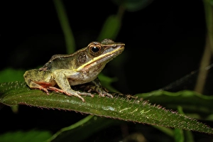 Amphibian Prints: Brilliant Forest Frog (Lithobates warszewitschii)