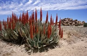 Images Dated 21st April 2009: Brilliant red aloe