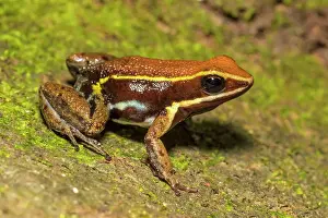 Frogs Prints: Brilliant-thighed Poison Frog (Allobates femoralis)