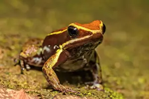Frogs Prints: Brilliant-thighed Poison Frog (Allobates femorlais), Chazuta, Peru