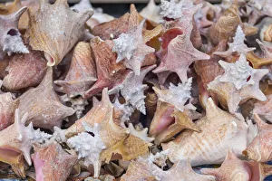 British Virgin Islands, Tortola, Great Carrot Bay, seashells