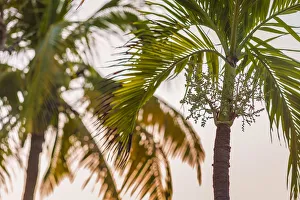 British Virgin Islands, Virgin Gorda, The Bitter End, palm trees, sunset