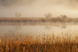 Adda Gallery: Brivio, Adda north park, Lombardy, Italy. Fog over the Adda river and three trees