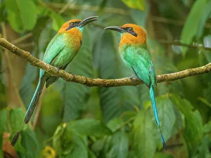 Rain Forest Prints: Broad-billed Motmot (Electron platyrhynchum), Boca Tapada, Alajuela, Costa Rica