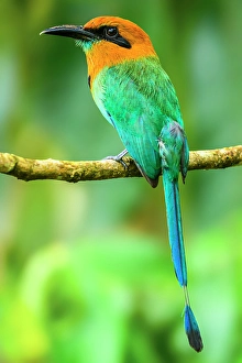 Court Prints: Broad-billed motmot (Electron platyrhynchum), Laguna del Lagarto, Alajuela, Costa Rica