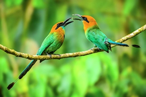 Court Prints: Broad-billed motmot (Electron platyrhynchum), Laguna del Lagarto, Alajuela, Costa Rica