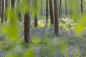 Broadleaved woodland in spring with Bluebells (Endymion non-scriptus)