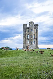 Images Dated 22nd January 2021: Broadway Tower and deer, Broadway, the Cotswolds, England, UK