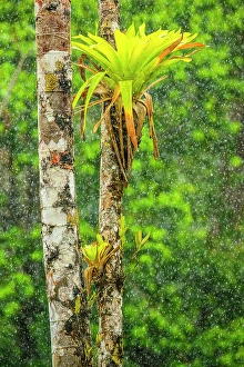 Ornamental Prints: Bromeliad (Tillandsia complanata) on a tree trunk in the rain