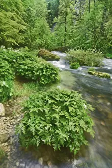 Jura Prints: Brook in beech forest - France, Bourgogne-Franche-Comte, Jura, Saint-Claude, Saint-Claude