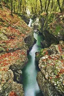 Brook gorge and beech leaves in autumn - Slovenia, Gorenjska, Bohinjsko Jezero