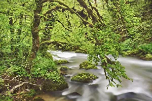 French Jura Prints: Brook in moss covered beech forest - France, Bourgogne-Franche-Comte, Doubs, Pontarlier