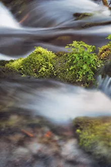 Cascade Range Prints: Brook with moss covered branches - USA, Washington, Skamania, Mount Adams