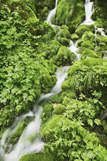 Vitality Prints: Brook moss covered - France, Bourgogne-Franche-Comte, Doubs, Pontarlier, Guyans-Vennes