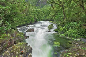 Temperate Rain Forest Prints: Brook in rainforest - New Zealand, South Island, Southland, Fiordland, Cleddau River