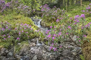Rhododendron Prints: Brook with wild rhododendrons in Glen Etive, Highlands, Scotland, Great Britain