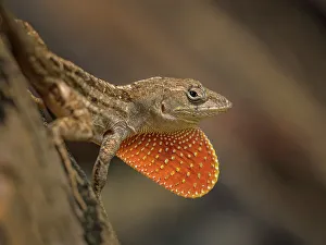 Lizards Prints: Brown Anole (Anolis sagrei), Grand Cayman, Cayman Islands, BWI