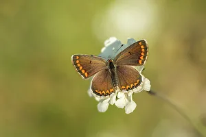 Butterfly Prints: Brown Argus (Aricia agestis), Rhodope Mounatins, Bulgaria