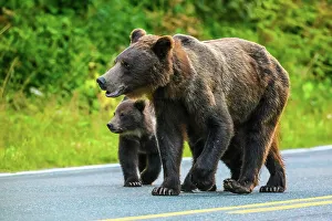 Animal Babies Prints: Brown bear, grizzly bear (Ursus arctos) Family, Haines, Alaska, USA