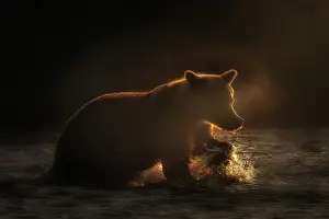 Bear Prints: Brown bear silhouette at sunrise in Katmai National Park and Preserve, Alaska