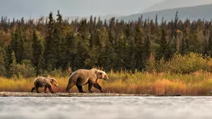 Alaska Peninsula Gallery: Brown bear (Ursus arctos alascensis), Brooks Lake, Katmai National Park and Preserve