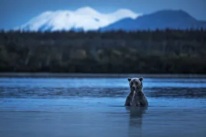 Brown bear (Ursus arctos alascensis), Brooks Lake, Katmai National Park and Preserve