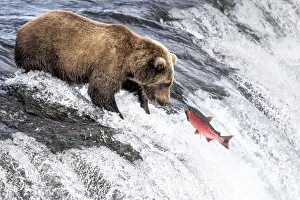 Brown bear (Ursus arctos alascensis), Brooks Lake, Katmai National Park and Preserve