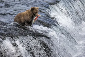 Brown bear (Ursus arctos alascensis), Brooks Lake, Katmai National Park and Preserve