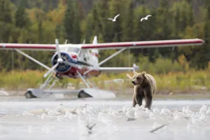 Brown bear (Ursus arctos alascensis), Brooks Lake, Katmai National Park and Preserve