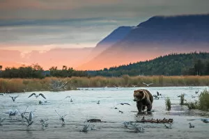 Images Dated 5th January 2018: Brown bear (Ursus arctos alascensis), Brooks Lake, Katmai National Park and Preserve