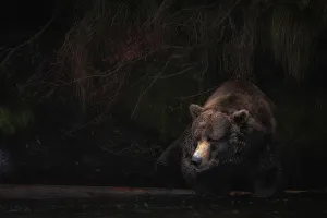 Alaska Gallery: Brown bear (ursus arctos horribilis) fishing for salmon at the brooks falls, brooks river