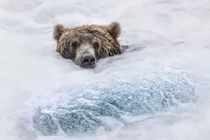 Brown bear (ursus arctos horribilis) fishing for salmon at the brooks falls, brooks river