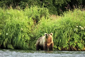 Images Dated 16th April 2015: Brown bear, Ursus arctos, Opala river, Kamchatka Peninsula, Russia