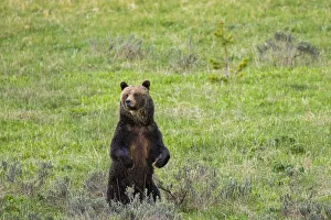 Brown bear, Yellowstone National Park, Wyoming, USA