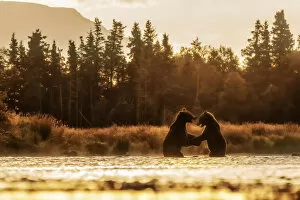 Images Dated 31st January 2020: Brown bears fighting in Katmai National Park, Alaska