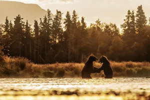 Images Dated 31st January 2020: Brown bears fighting in Katmai National Park, Alaska