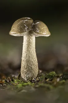 Fungus Prints: Brown Birch Bolete (Leccinum scabrum), New Forest National Park, Hampshire, England, UK