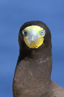 Seabird Prints: Brown Booby (Sula leucogaster), Cayman Brac, Cayman Islands, British West Indies
