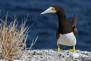 Seabird Prints: Brown Booby (Sula leucogaster), Cayman Brac, Cayman Islands, British West Indies