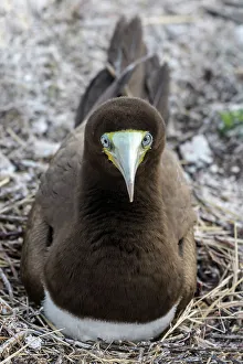 Seabird Prints: Brown Booby (Sula leucogaster), Cayman Brac, Cayman Islands, British West Indies