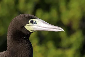Seabird Prints: Brown Booby (Sula leucogaster), Cayman Brac, Cayman Islands, British West Indies